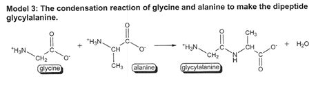 SOLVED: Model 3: The condensation reaction of glycine and alanine to make the dipeptide ...