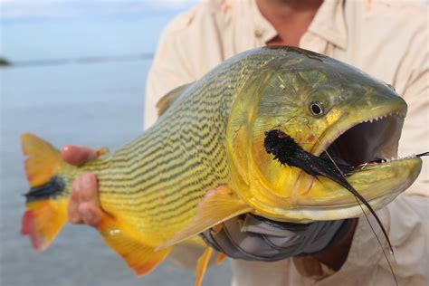 Golden Dorado - check out the teeth | Note, it was all catch… | Flickr