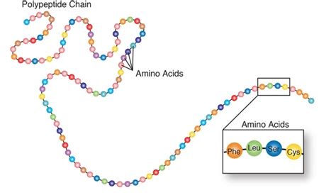 Phenylketonuria Chromosome