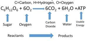 Cellular Respiration Reactants And Products Chart