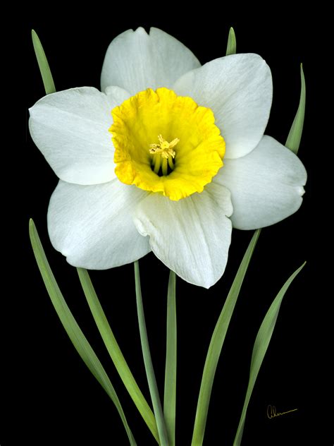 White Daffodils - The Garden Artist