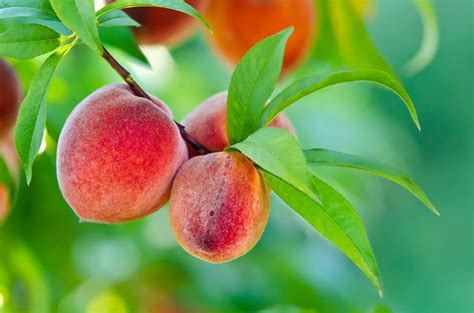 What Is Tree Girdling - Should You Girdle Fruit Trees For Better Yields