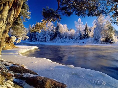 Winter forest wallpapers and images - wallpapers, pictures, photos