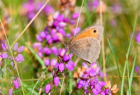 Meadow Brown Butterfly Kinnaber 29 8 2023 2a | Alex M Shepherd | Flickr