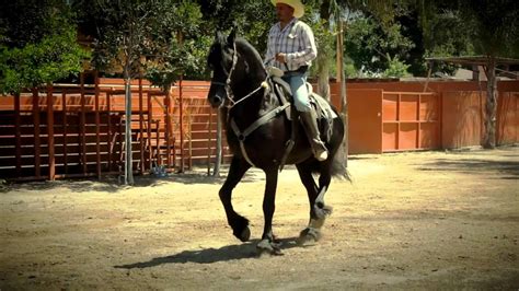 El Capricho(Caballos Bailadores) - YouTube