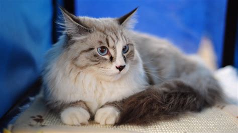 Maine Coon Cat Personality, Characteristics and Pictures – InspirationSeek.com