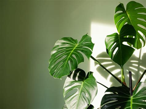 The Best Vining Plants for Your Indoor Garden