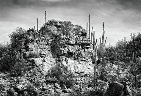 Saguaro Cactus Black White Photograph by Gerald Mettler - Fine Art America