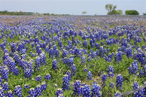 Our Kooky Life: The Texas State Flower - Bluebonnet