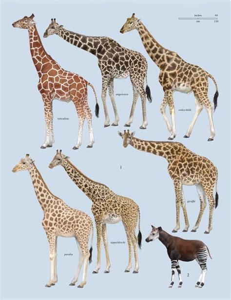 Chart showing #1 six species of giraffes and their closest relative #2 the okapi. (Handbook of ...