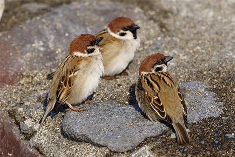 Pin van Hanna op Wrobel (met afbeeldingen) | Vogeltjes, Vogels, Mussen