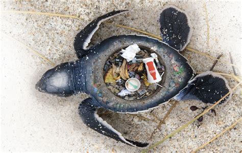 Stunning Images Expose the Horrific Impact of Plastic Trash on Marine Animals | Marines ...