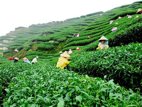 Neptune Blog | The Famous Assam Tea