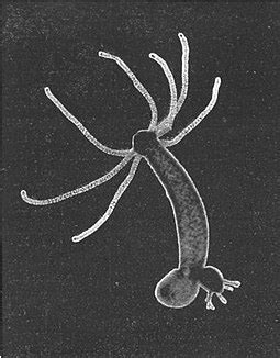 List of longest-living organisms - Wikipedia