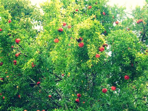 Pomegranate tree • Greece | Grain of sand, Wild flowers, Around the worlds