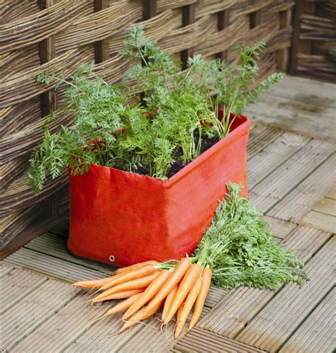 Container Gardening Tips: How to Grow Carrots in a Container - PlantHD