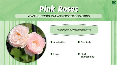 Pink Roses: Meaning, Symbolism, and Proper Occasions - A-Z Animals