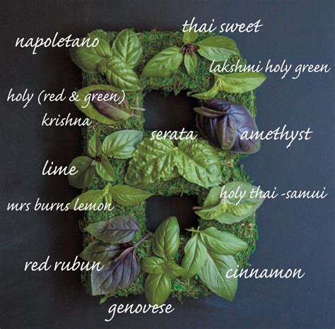 Basil Varieties | Edible Phoenix