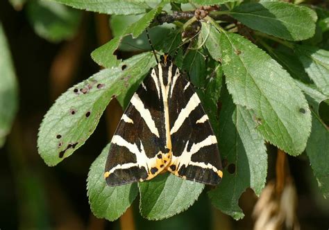 Jersey Tiger Moth at Lodmoor | Dorset Butterflies