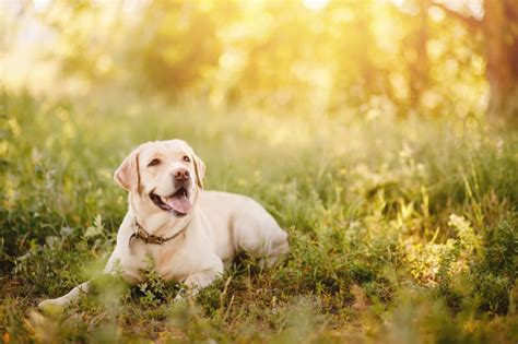 Anaplasmosis in Dogs: Symptoms & Treatment | West Chester Vets