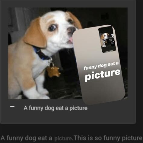 Funny dog eat a picture : r/FunnyDogEatAPepsi