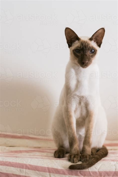 Image of Portrait of Chocolate Point Siamese Cat - Austockphoto