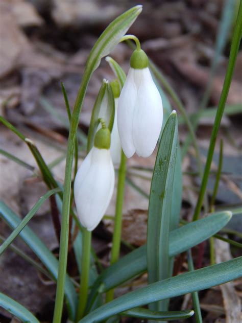 Free Images : flower, botany, flora, snowdrop, spring flowers ...