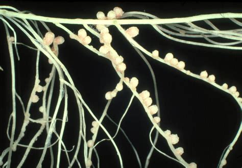 Pink Nodules Of Rhizobium Leguminosarum Photograph by Dr.jeremy Burgess - Pixels