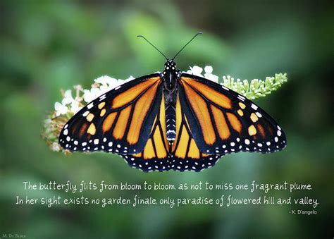 Monarch Butterfly with Quote Photograph by Marilyn DeBlock - Fine Art America