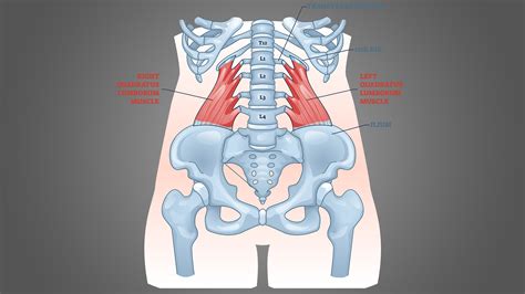 Step Quadratus Lumborum Stretch Program Precision Movement