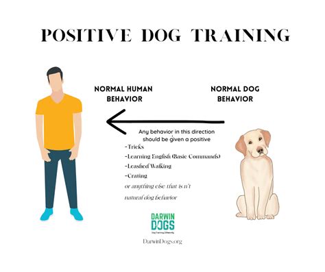 Six Tips for Training Your Dog Using Positive Reinforcement