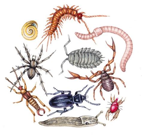 Detritivores soil litter invertebrates - Lizzie Harper