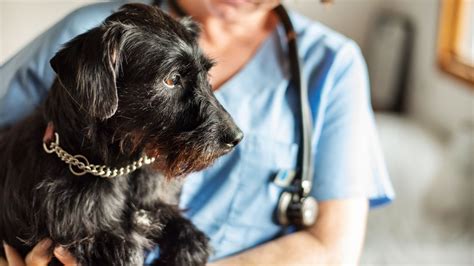 Hypoglycemia in dogs: A vet's guide | PetsRadar