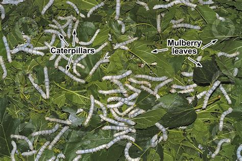 Bombyx mori. Silkworm. Larvae - Develpment of Bombyx mori (Silkworm) - Arthropods - Development ...