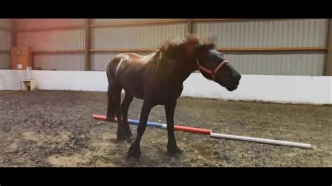 FRIESIAN HORSE TRAINING - YouTube