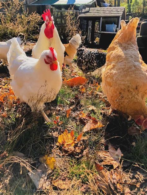 Fall Chicken Care Tips For a Healthy Flock - Timber Creek Farm