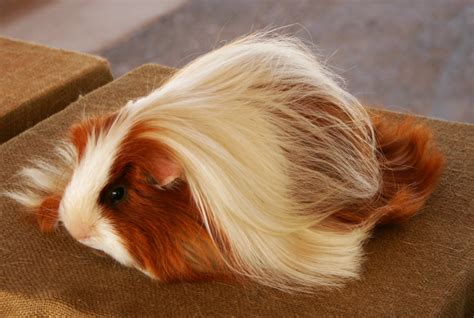 Peruvian Guinea Pig