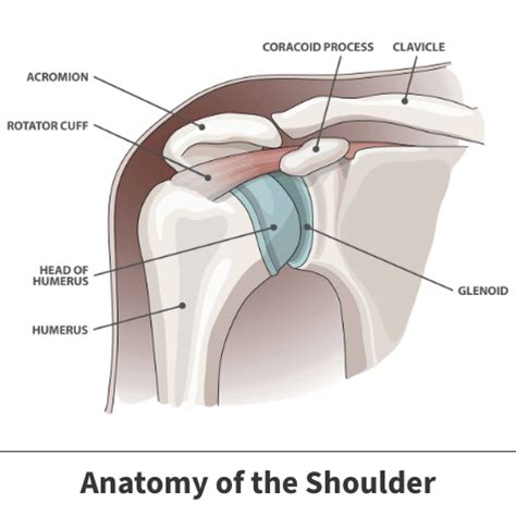 Glenoid Labrum Tear | Florida Orthopaedic Institute