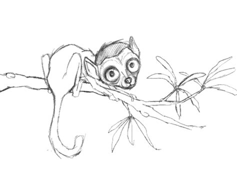 Lemur - sketch (1)