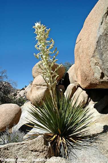 The Mojave Desert Overview - Adaptations, Plants