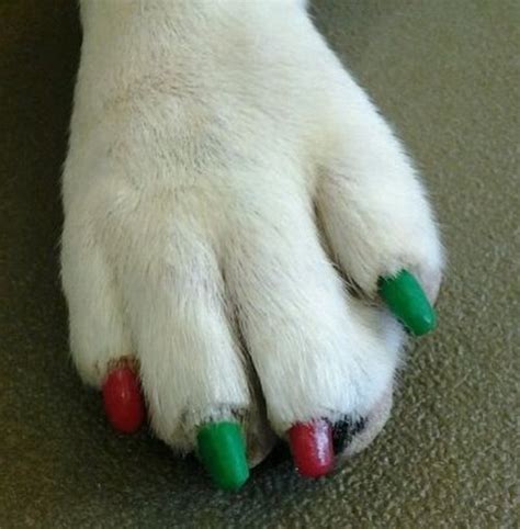 Dog Nail Art | Animals