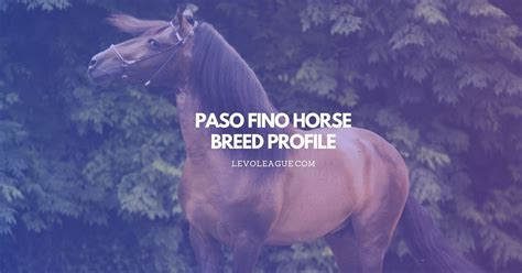 Paso Fino Horse Breed: Facts, Temperament, Lifespan, and Care