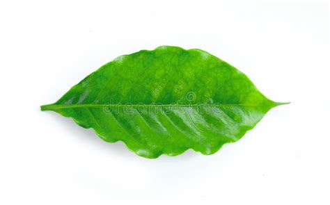 Fresh Green Coffee Leaves Isolated on White Stock Photo - Image of bean, freshness: 185678404