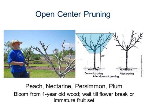 Pruning Fruit Trees for Future Harvest - Brazoria