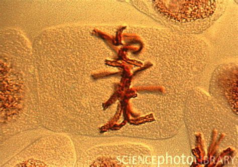 Cell Cycle Stages: Mitosis (Metaphase, Anaphase, Telophase) - Owlcation