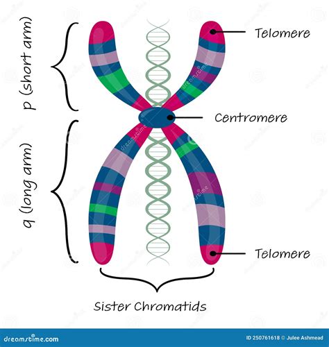 Chromosome Diagram Vector | CartoonDealer.com #250761623