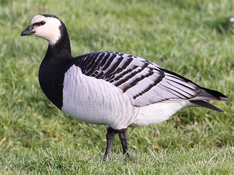 Barnacle Goose (Branta Leucopsis) - Glenlivet Wildlife