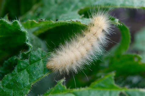 Insect Mythology: Wooly Bears | Woolly bear, Fuzzy caterpillar, Caterpillar