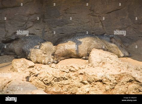 Henry Doorly Zoo - Desert Dome Stock Photo - Alamy