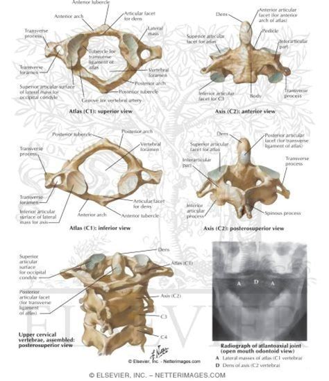 Cervical Vertebrae Labeled